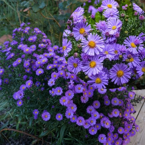 Aster dumosus 'Lady in Blue' - Madal aster 'Lady in Blue' P9/0,55L  